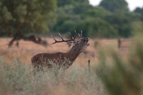 Doñana: 4x4 Trip and Exclusive Access to Coto del Rey Daily 4x4 visit to Doñana National Park