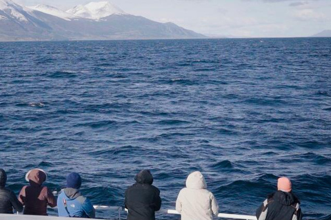 Ushuaia: Boat Trip to Isla Martillo: Penguins in the Beagle Channel Ushuaia: Navigation to Martillo Island: Penguins along the Beagle Channel