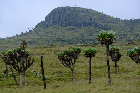 Aberdare National Park: Mount Satima Overnight Hike