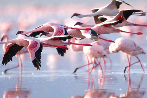 Nairobi: 6Days Maasai Mara, Nakuru and Amboseli Group Safari Accomodation Upgrade