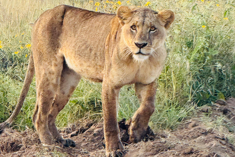 Safari im Nairobi-Nationalpark mit Abholung und RücktransportSafari, Sheldrick&#039;s &amp; Giraffe Center: Private Option