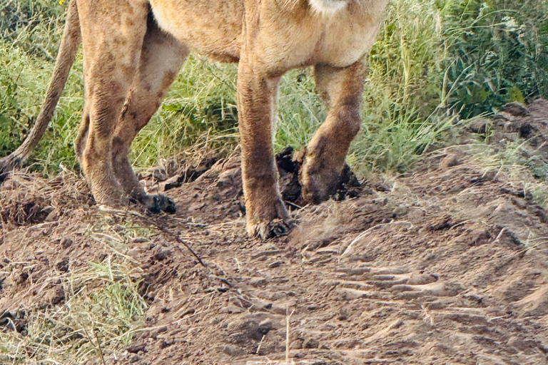 Safari im Nairobi-Nationalpark mit Abholung und RücktransportSafari, Sheldrick&#039;s &amp; Giraffe Center: Private Option