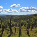 Goriška Brda: Passeggiata e degustazione di vini