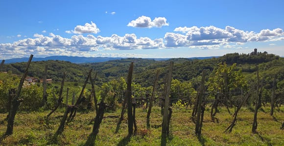 Goriška Brda: Weinwanderung und -verkostung