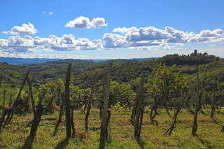 Goriška Brda: Wine Walk and Tasting