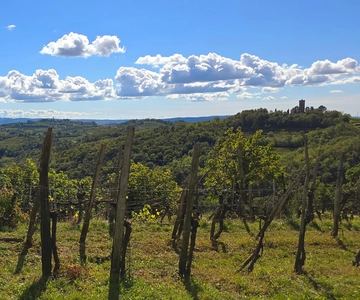 Goriška Brda: Wine Walk and Tasting