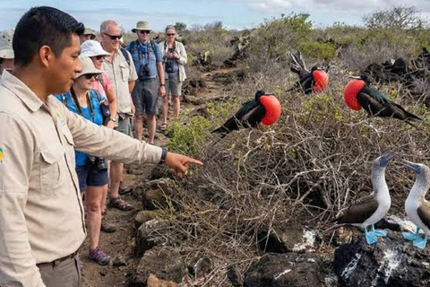 From Puerto Ayora: Daily Tour North Seymour Island & Lunch