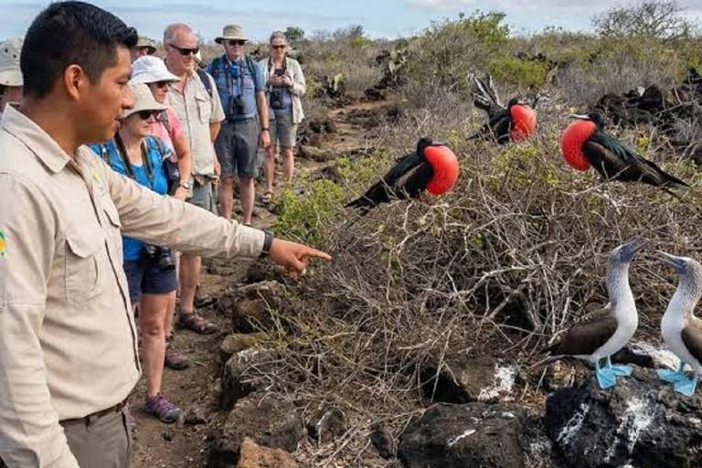 From Puerto Ayora: Daily Tour North Seymour Island & Lunch