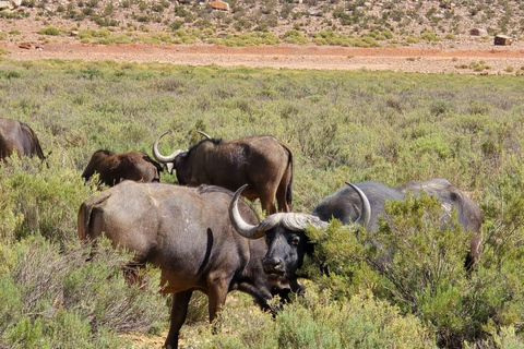 Cape Town: Cruise Passengers sunset Safari & Wine Tour
