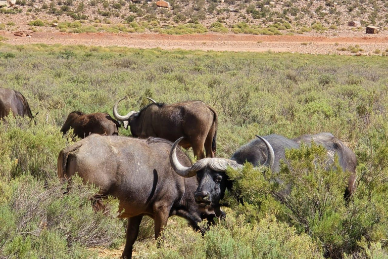Cape Town: Cruise Passengers sunset Safari & Wine Tour