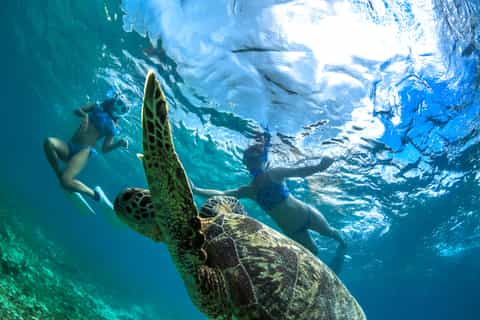 Maui: 5-Hour Snorkel with optional SNUBA in Molokini Crater
