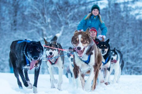 Rovaniemi: Pueblo de Papá Noel + paseo en trineo tirado por perros y renos