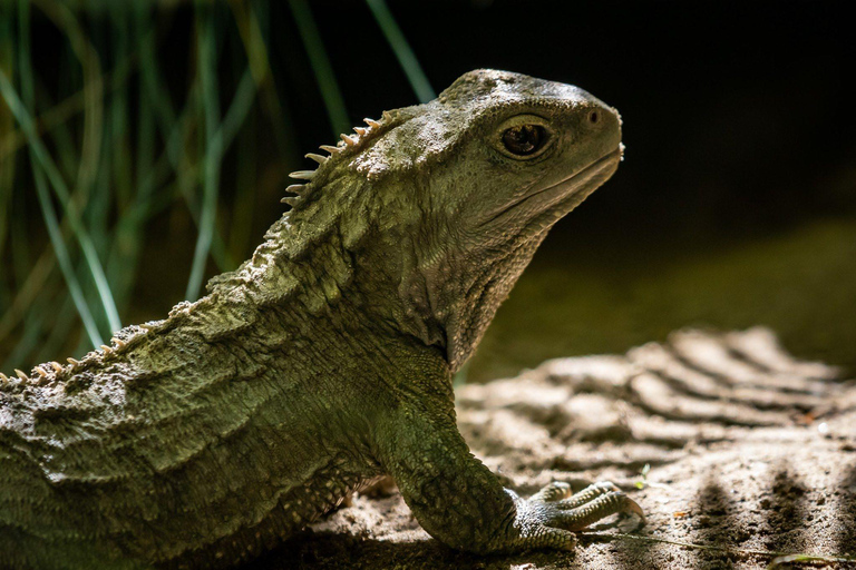 Kāpiti: Kiwi Icons Tour at Ngā Manu Nature Reserve