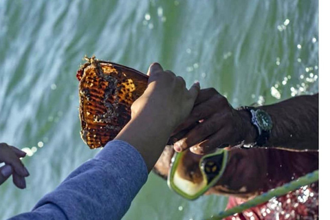 La Paz: Mangrove Adventure, Snorkeling and Shellfish Tasting