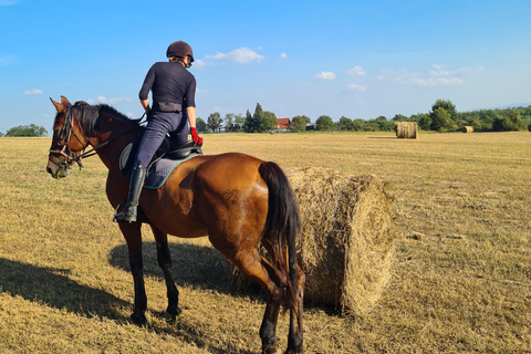 Belgrade: Epic Forest Horseback Riding Tour