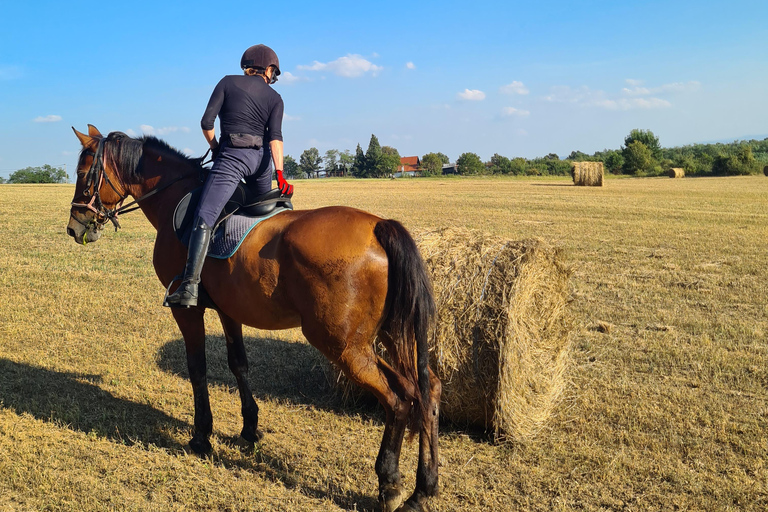 Belgrade: Epic Forest Horseback Riding Tour