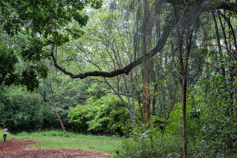 Private Tour to Nairobi Arboretum & Nairobi National Museum