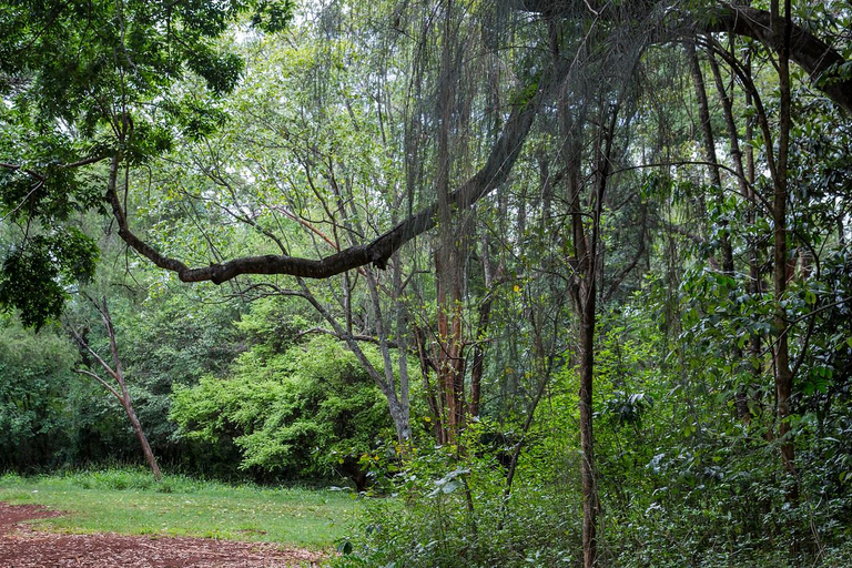 Private Tour to Nairobi Arboretum & Nairobi National Museum