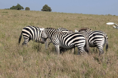 Nairobi National Park: Early Morning or afternoon adventure Early morning game drive in a Landcruiser JEEP