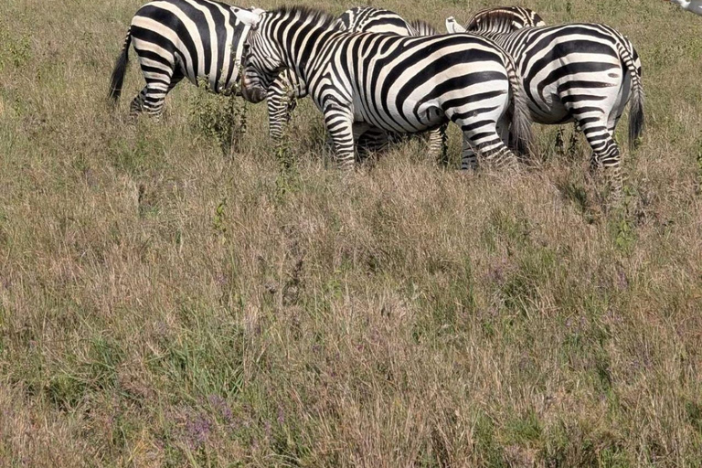 Nairobi National Park: Early Morning or afternoon adventure Early morning game drive in a Landcruiser JEEP