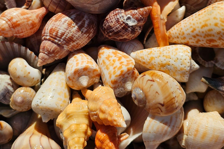 Marco Island: Dolphin, Shelling, Beach & Ten Thousand Island 4 Hour Option