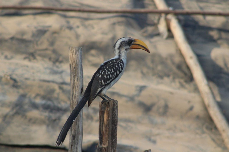 Addis Ababa: 2-Day Awash National Park Tour & Hot Springs