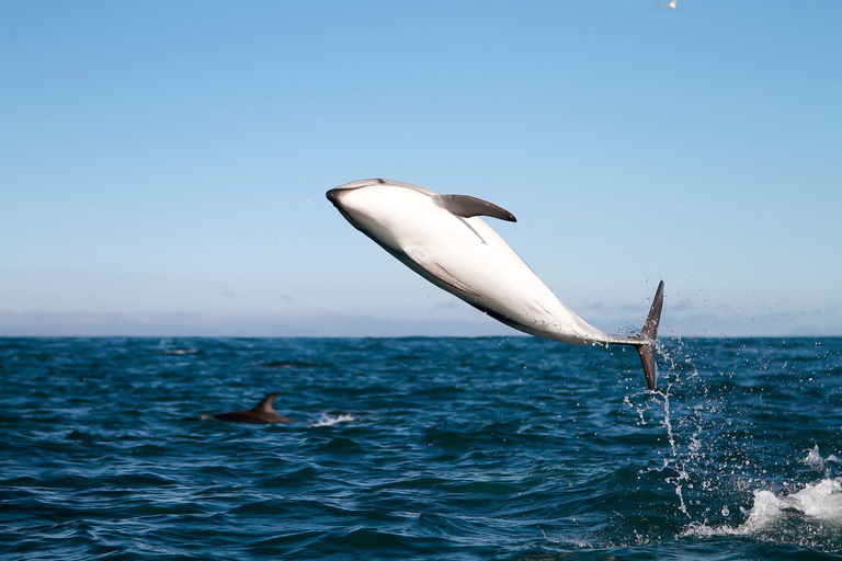 San Diego: ValskådningsturSan Diego: Båtutflykt med val- och delfinskådning