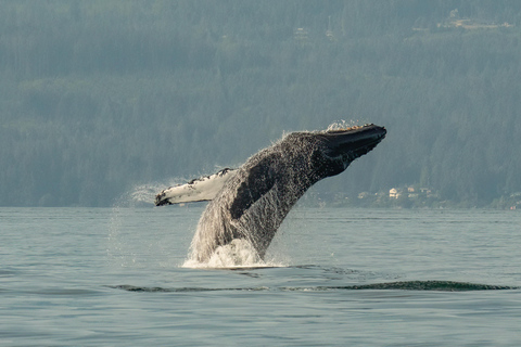 Vancouver: Excursión en zodiac para avistar ballenas desde Granville IslandVancouver: excursión en zodiac para avistar ballenas desde Granville Island