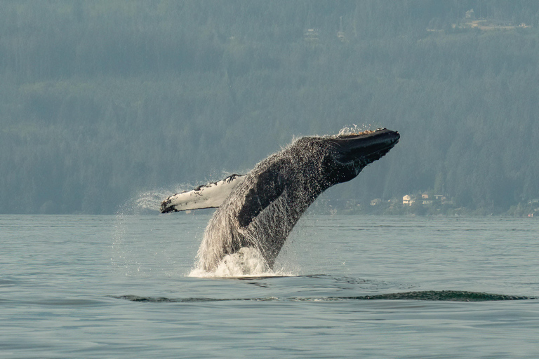 Vancouver: Excursión en zodiac para avistar ballenas desde Granville IslandVancouver: excursión en zodiac para avistar ballenas desde Granville Island