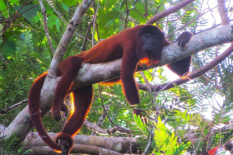 Puerto Maldonado: 2-Day Jungle Tour with Meals &amp; Guide