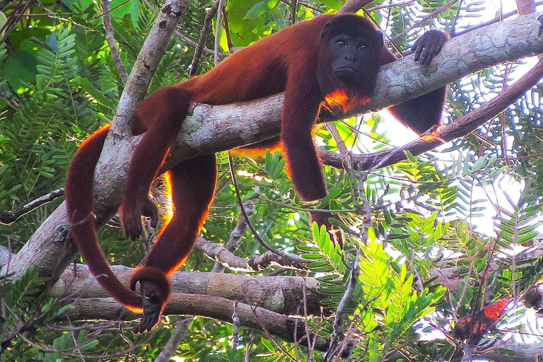 Puerto Maldonado: 2-Day Jungle Tour with Meals &amp; Guide