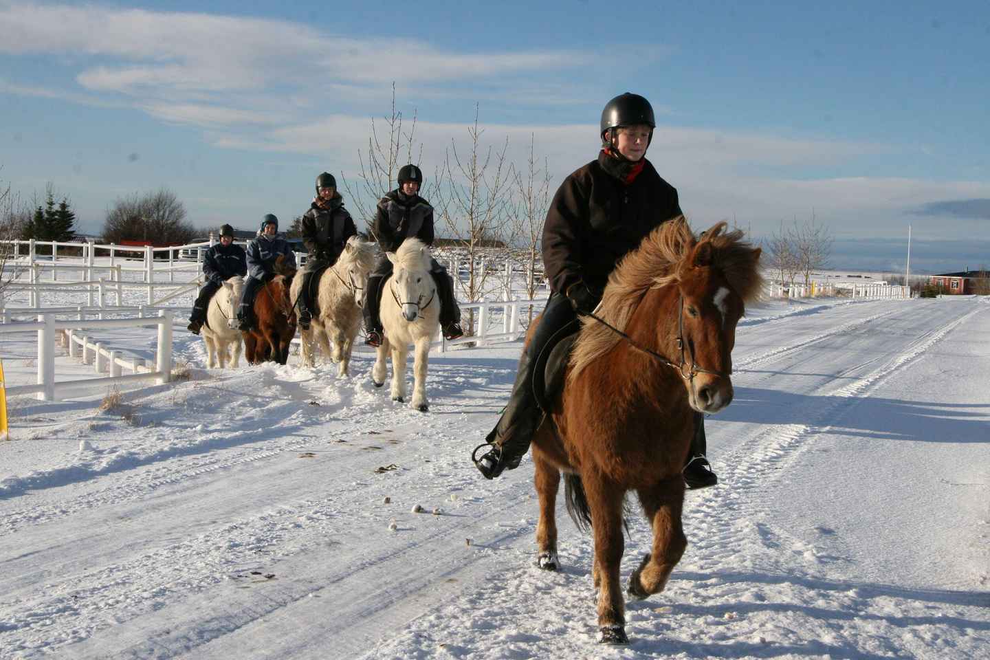 From Reykjavik: Full-Day Horse Riding & Golden Circle Tour
