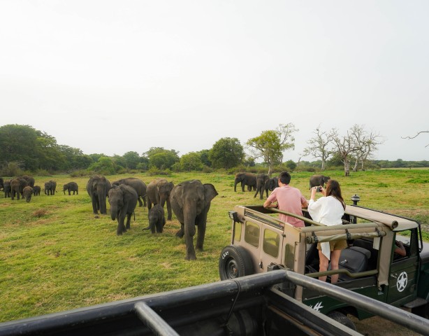 Kaudulla National Park Halve dag jeepsafari in Sri Lanka