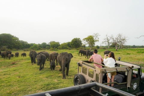 Parc national de Kaudulla - Demi-journée de safari en jeep au Sri LankaParc national de Kaudulla Demi-journée de safari en jeep au Sri Lanka