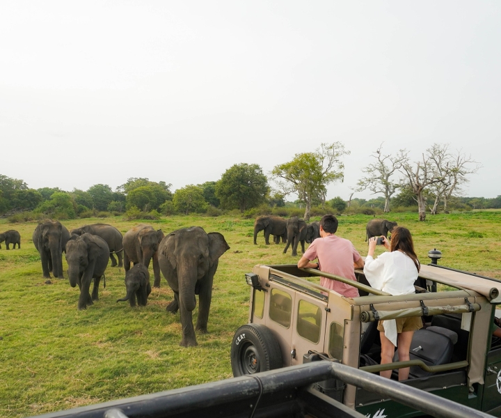 Safari de jipe de meio dia no Parque Nacional Kaudulla no Sri Lanka