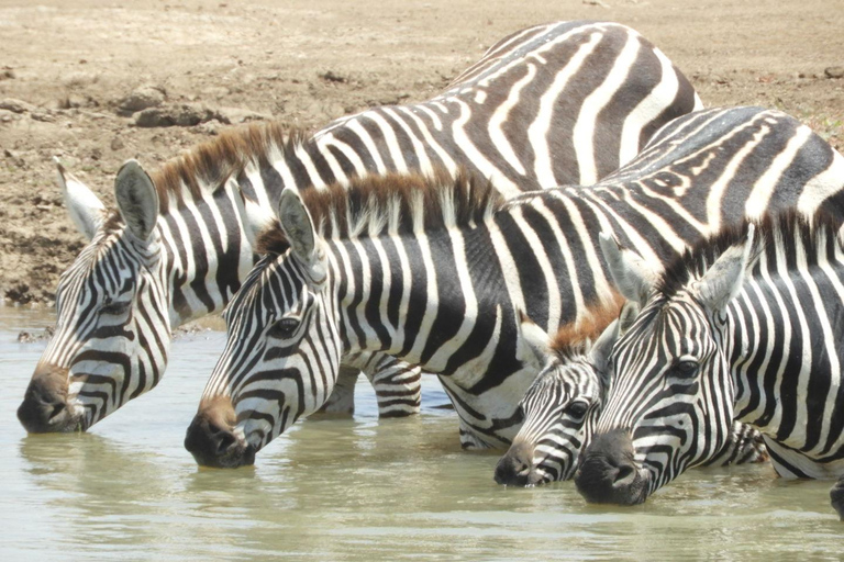 Private Nairobi National Park Drive in 4*4 landcruiser