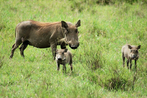 Nairobi: Ol Pejeta Day Tour from Nairobi