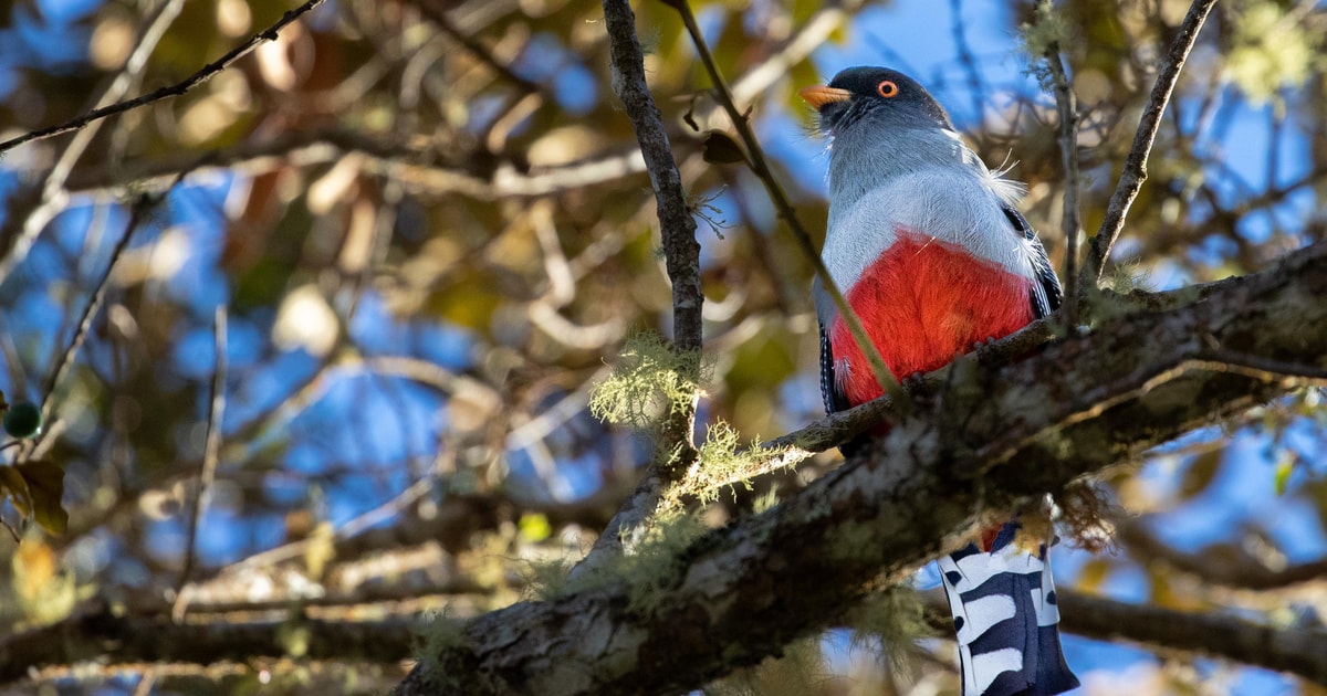 Dominicaanse Republiek: volledige ervaring met vogels kijken van één