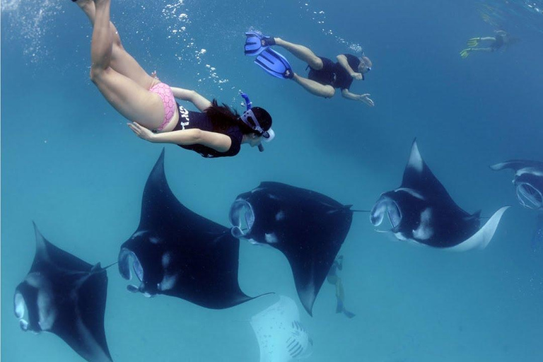 BFT Nusa Penida: Snorkeling to Manta Point &amp; Manta BayShare snorkeling group up 100 Pax