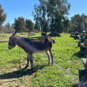 Málaga: Excursión de 2 horas en solitario en quad todo terreno
