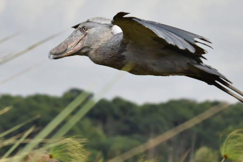 Mabamba: Shoebill Birdwatching Tour by Canoe LOCATION: Mabamba Shoebill Birdwatching Tour by Canoe