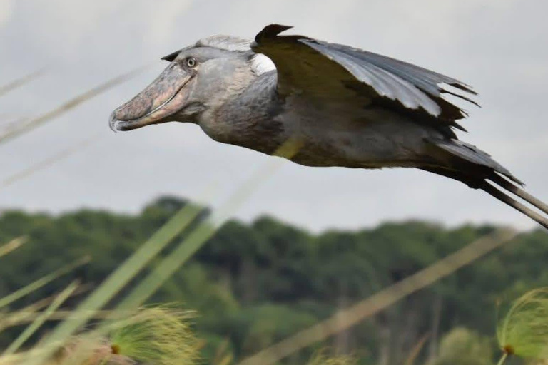 Mabamba: Shoebill Birdwatching Tour by Canoe LOCATION: Mabamba Shoebill Birdwatching Tour by Canoe