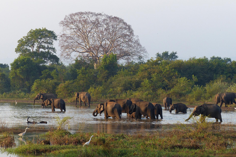 Sri Lanka Bergzug, Wasser-Rafting, Dschungel-Safari