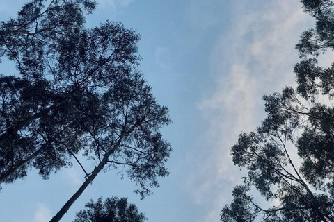 Addis Ababa: Entoto Hills Scenic Drive