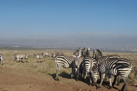 Parque Nacional de Nairobi: safari temprano por la mañana o por la tardeRecogida en el hotel desde Nairobi.