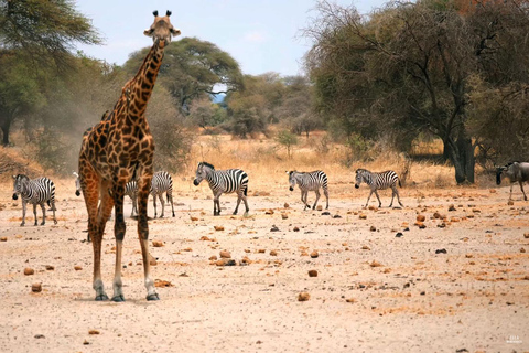 6 dagars safari med Tarangire, Serengeti och Ngorongorokratern6 dagars safari i Tarangire, Serengeti och Ngorongorokratern