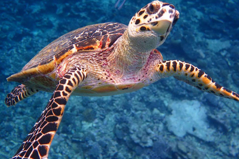 Floresta Jozani, almoço no The Rock, passeio de mergulho com snorkel em Mnemba