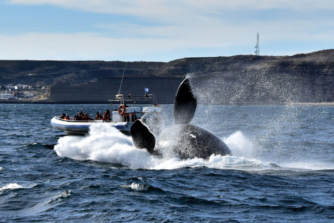 Valdes Peninsula: Full Day with Whale Watching Full Day Peninsula Valdes with Whale Watching