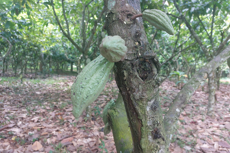 Accra: tour della piantagione di cacao e della fabbrica di cioccolato con pick-upAccra: tour di una piantagione di cacao e di una fabbrica di cioccolato con servizio di trasferimen