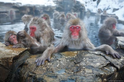 Nagano, Snow Monkeys, Zenkoji Temple - Housity